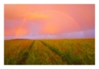 slides/Poppy Rainbow.jpg  Poppy Rainbow